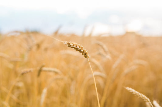 Weizen, Dinkel oder Roggen – welches Getreide ist am besten?