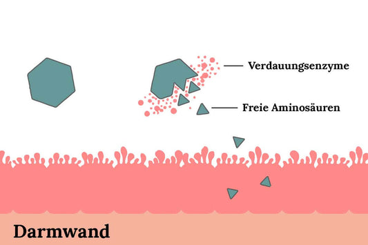 Der Eiweißhaushalt