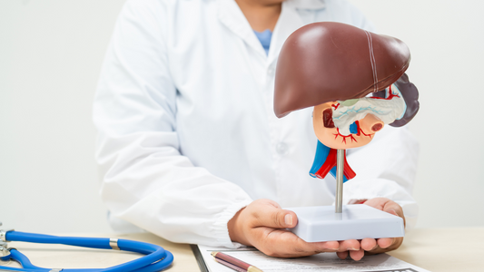 Lebergesundheit im Blick – Warum die Fettleber zur Volkskrankheit geworden ist und was wir tun können