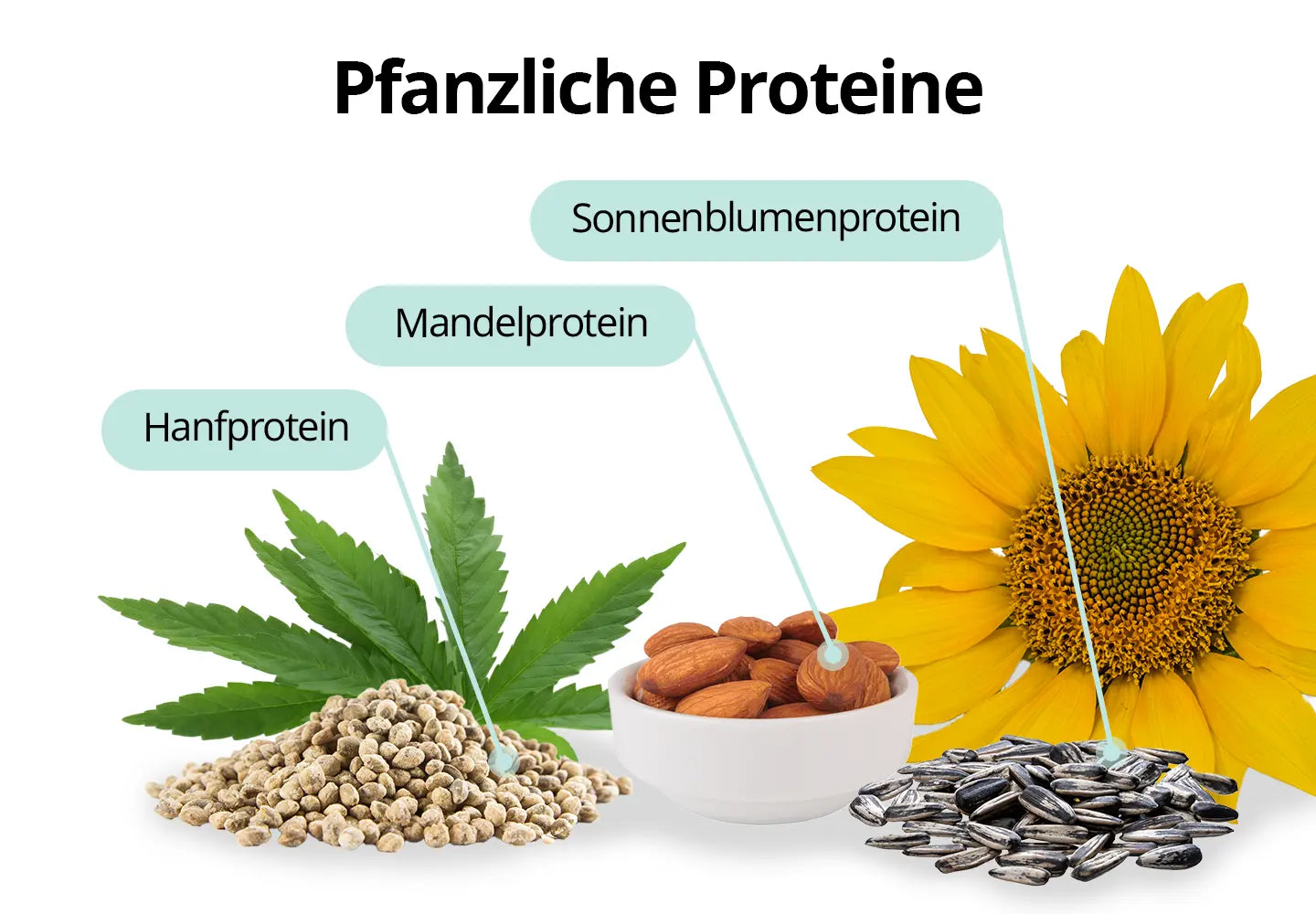 Bio Proteinshake – Pflanzliche Power für Deinen Alltag